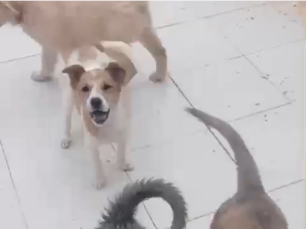 Adotta il cane NYX a Lucca