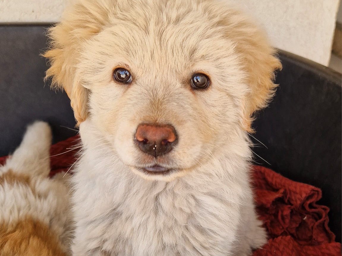 Adotta un cane, femmina, 1 anno e 4 mesi , Torino
