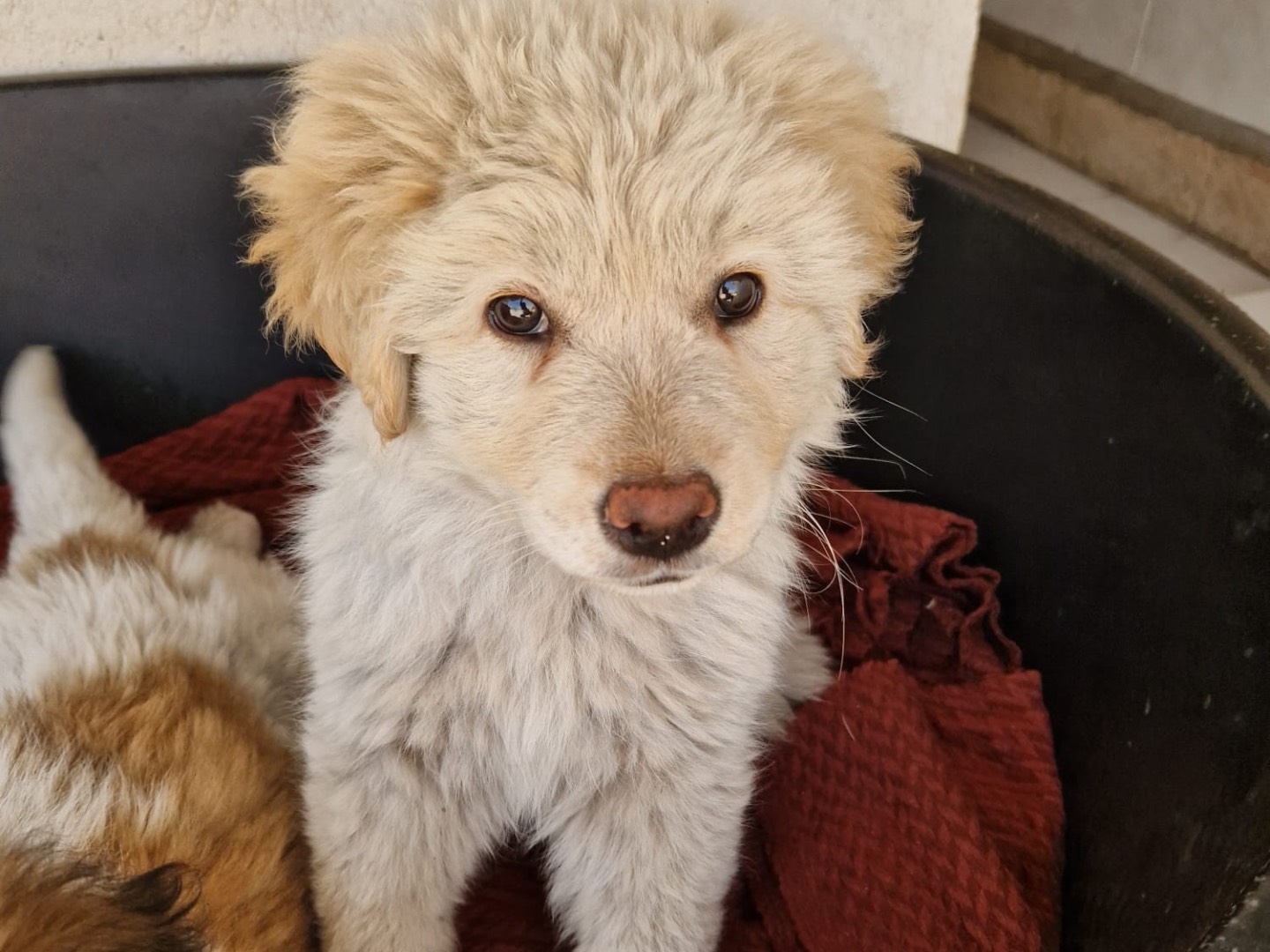 Adotta un cane, taglia grande, femmina, Torino