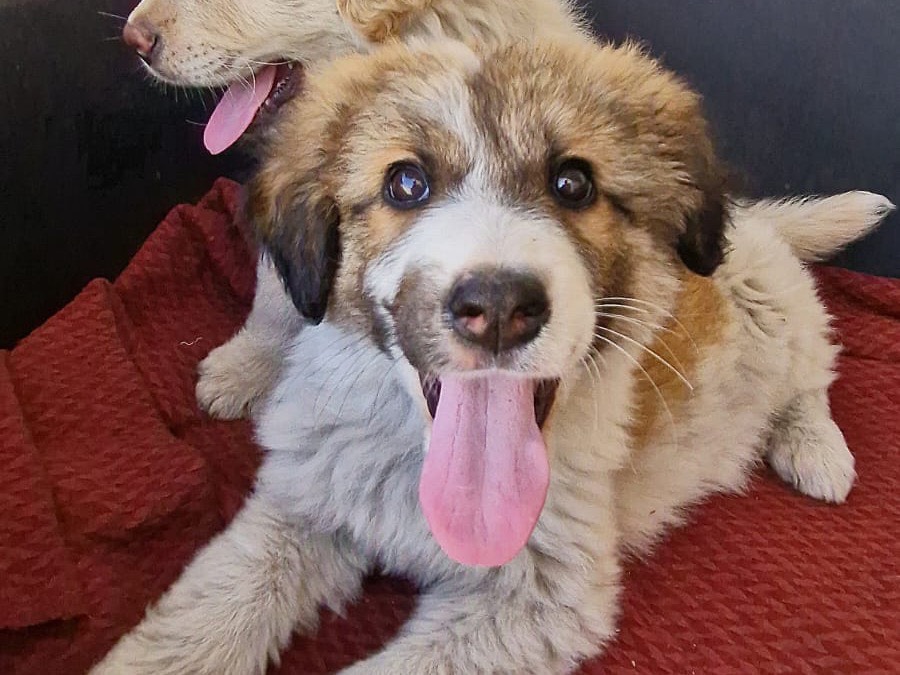 Adotta un cane, taglia grande, femmina, Torino