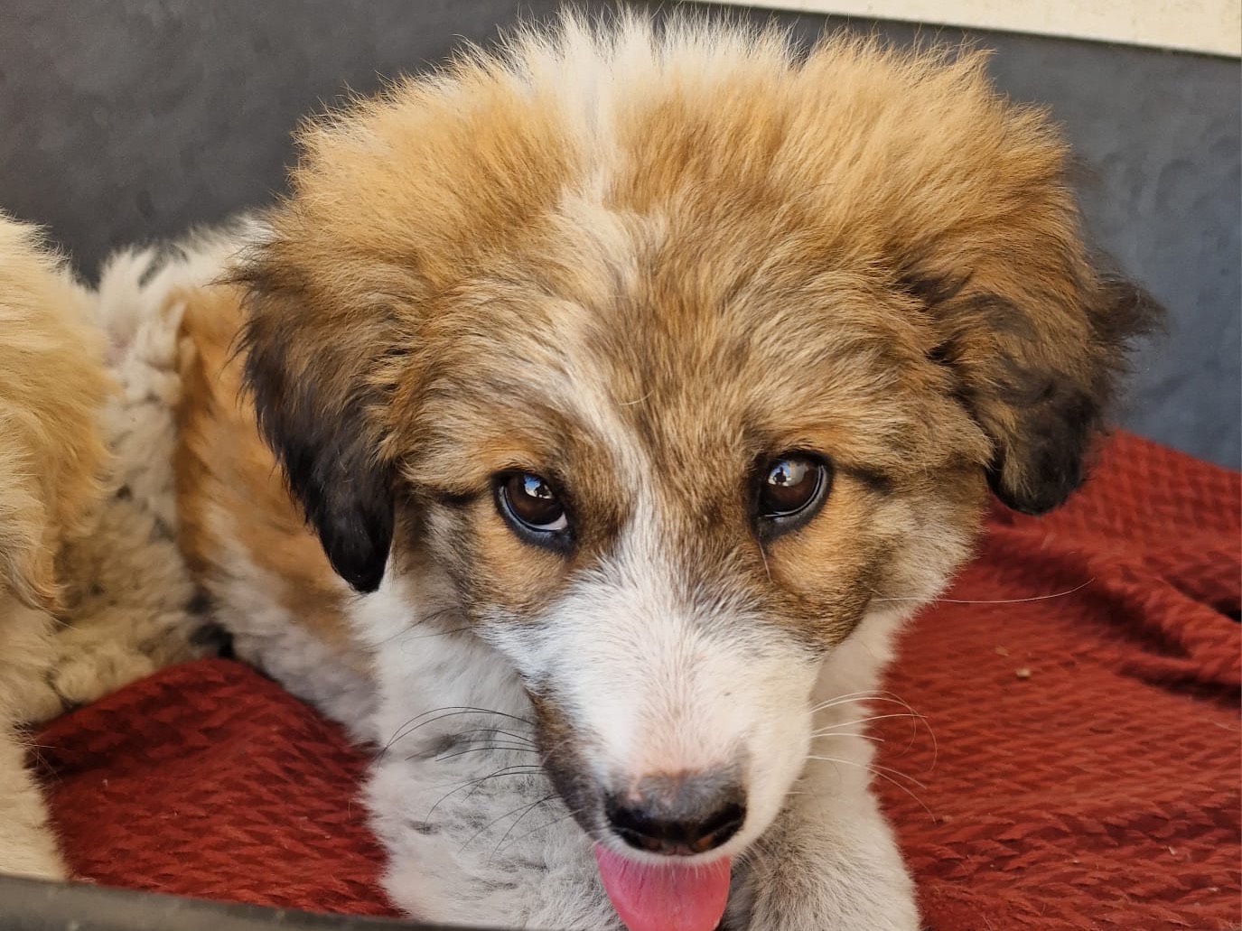 Adotta un cane, femmina, 1 anno e 4 mesi , Torino