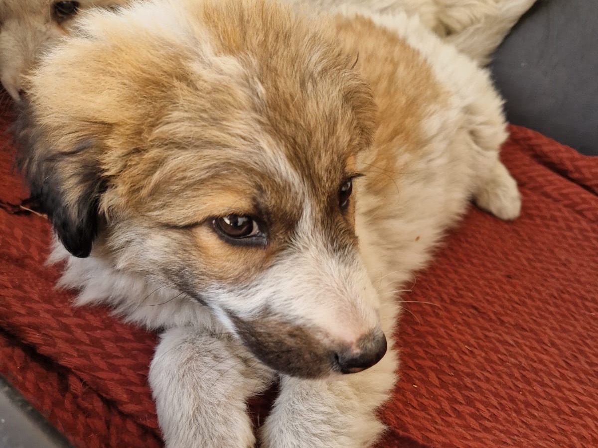 Vuoi adottare un cane a Torino?