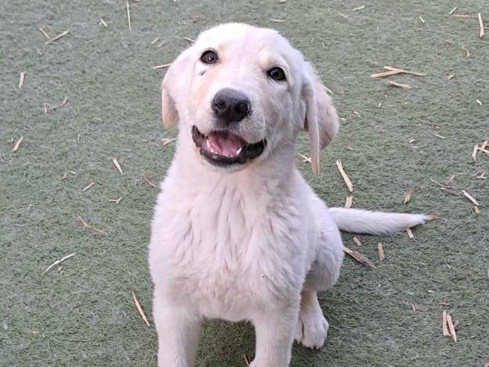 Adotta il cane MARIPOSA a Crotone