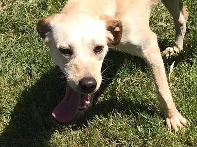 Vuoi adottare un cane a Latina?