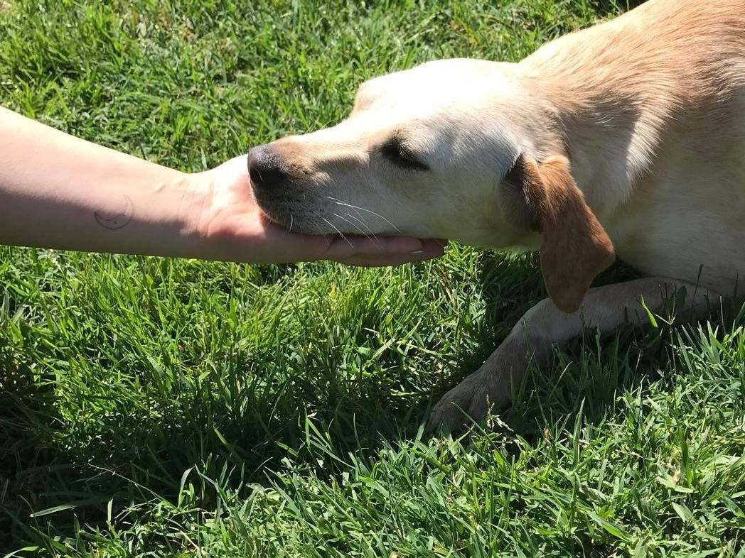 Adotta il cane Frida a Latina