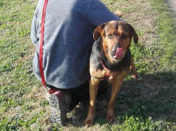 Adotta un cane, femmina, 5 anni  e 9 mesi , Torino