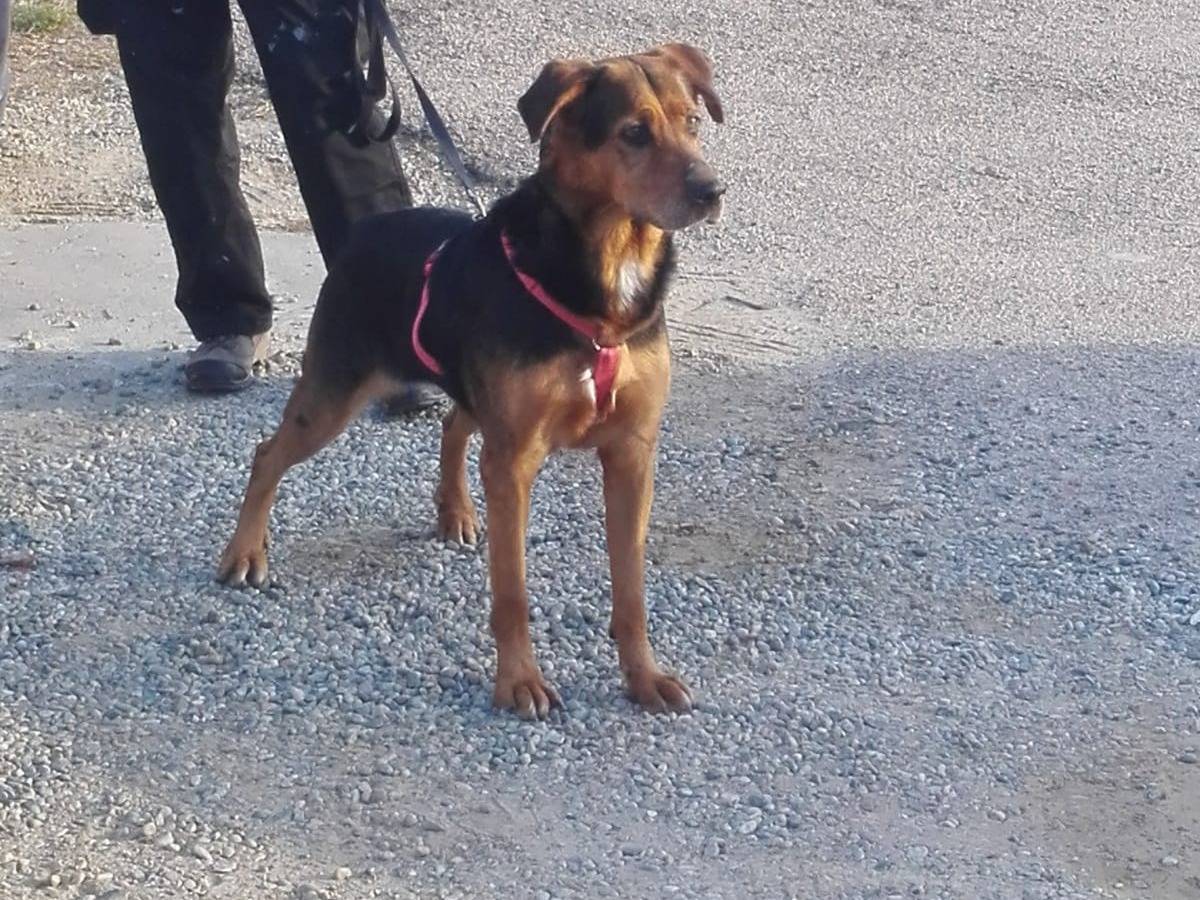 Adotta un cane, taglia grande, femmina, Torino