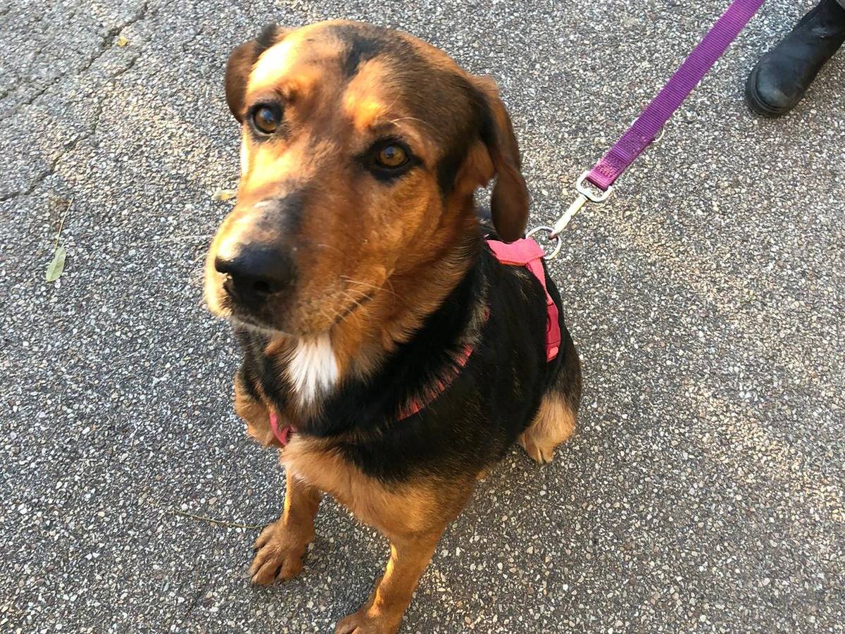 Vuoi adottare un cane a Torino?