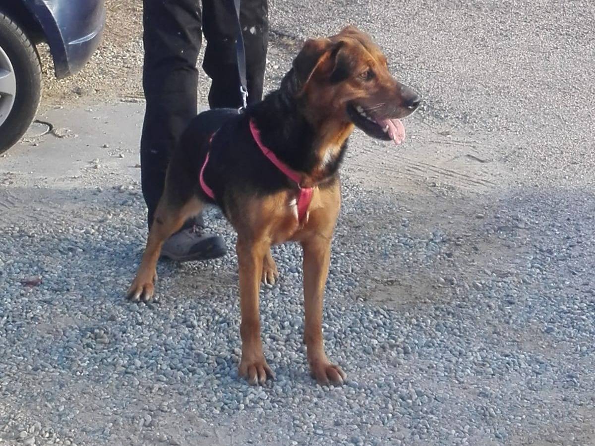 Adotta il cane Margot a Torino