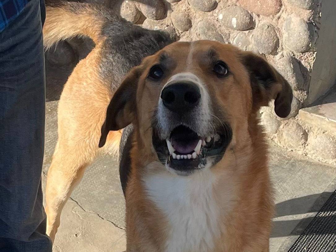 Adozione cane, maschio, Pastore tedesco, 5 anni , taglia grande, Torino