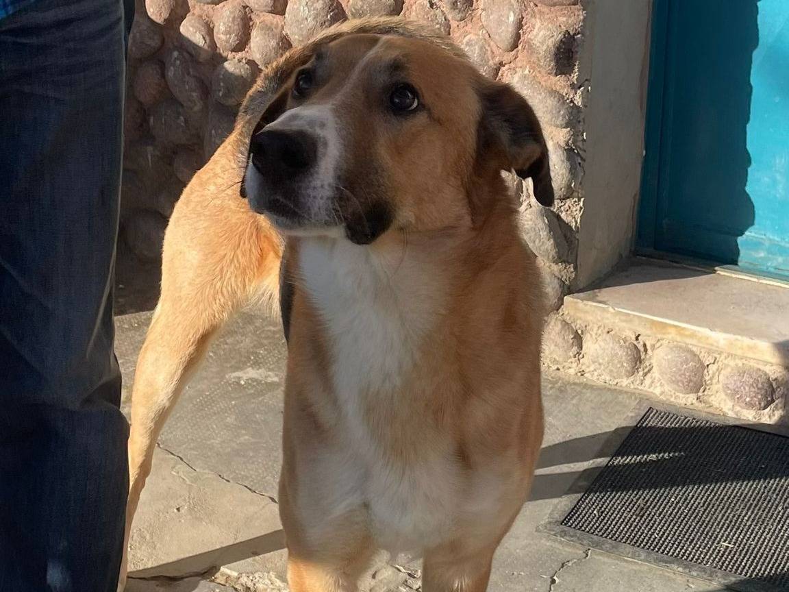 Adotta un cane, maschio, 5 anni , Torino