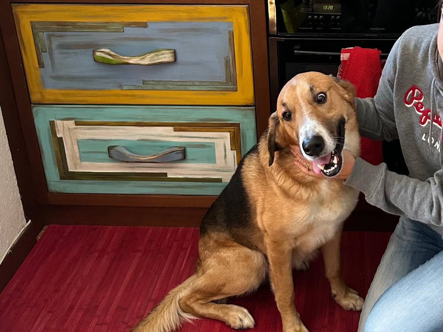 Adotta un cane, taglia grande, maschio, Torino