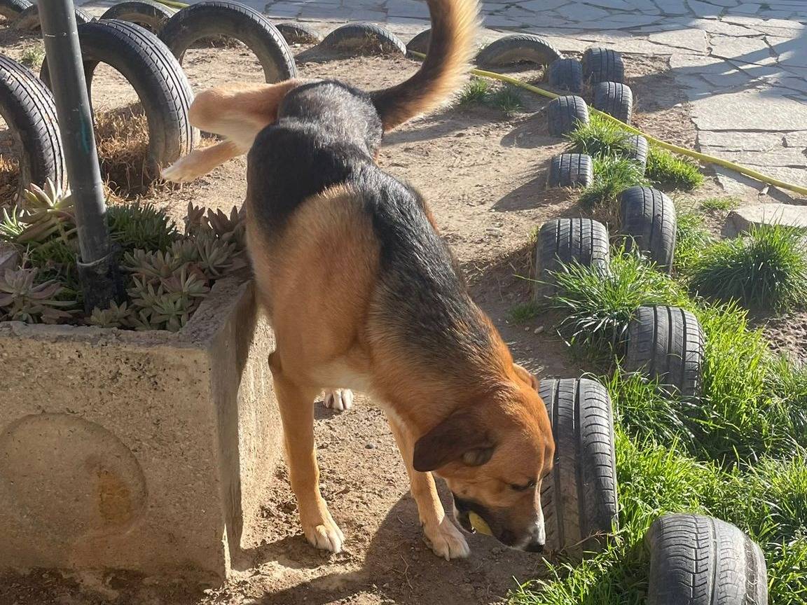 Vuoi adottare un cane a Torino?
