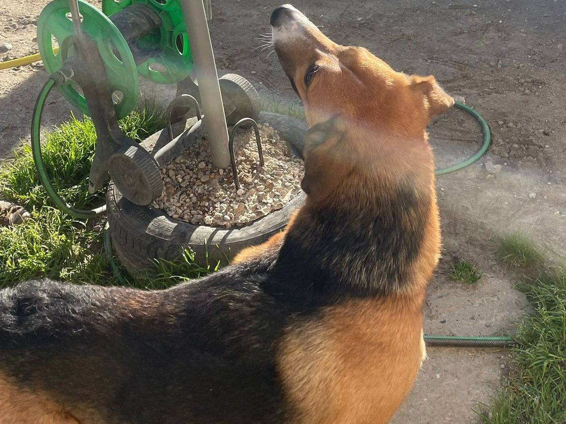Adotta il cane Aaron a Torino