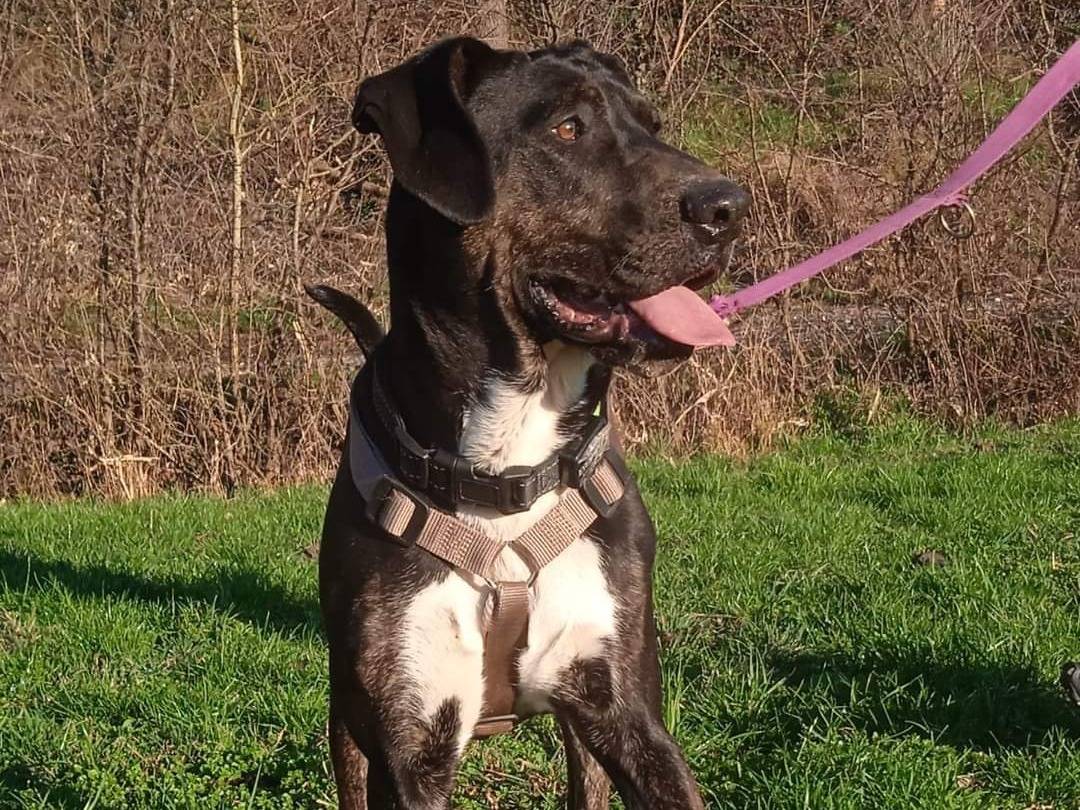 Adotta un cane, femmina, 3 anni  e 1 mese, Torino