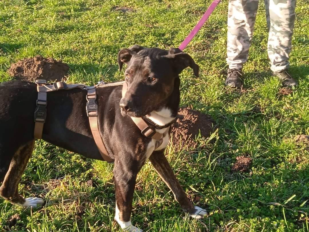 Adotta un cane, taglia grande, femmina, Torino