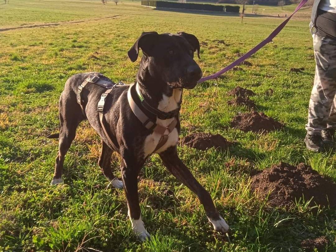 Vuoi adottare un cane a Torino?