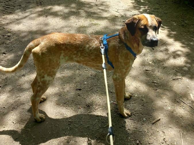 Adotta un cane, maschio, 3 anni  e 4 mesi , Torino