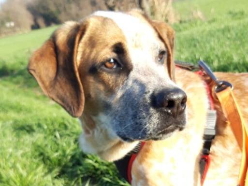 Adotta un cane, taglia media, maschio, Torino