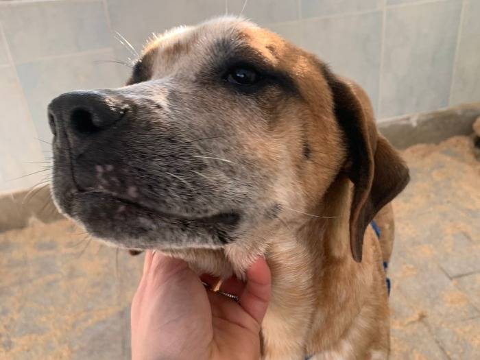 Vuoi adottare un cane a Torino?