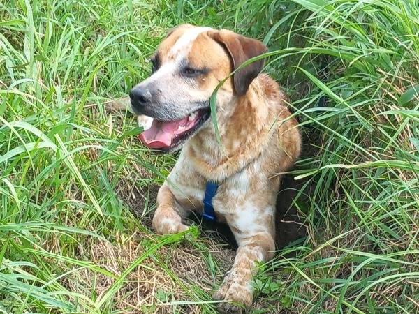 Adotta il cane Buddy a Torino
