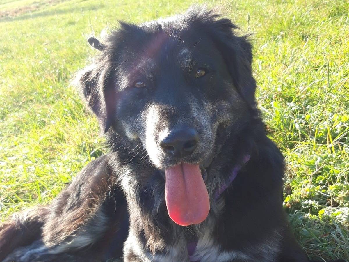 Adozione cane, maschio, Corso Pastore maremmano, 3 anni  e 3 mesi , taglia grande, Torino