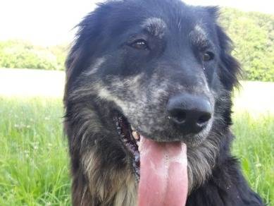 Adotta un cane, maschio, 3 anni  e 3 mesi , Torino