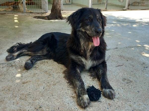 Adotta un cane, taglia grande, maschio, Torino