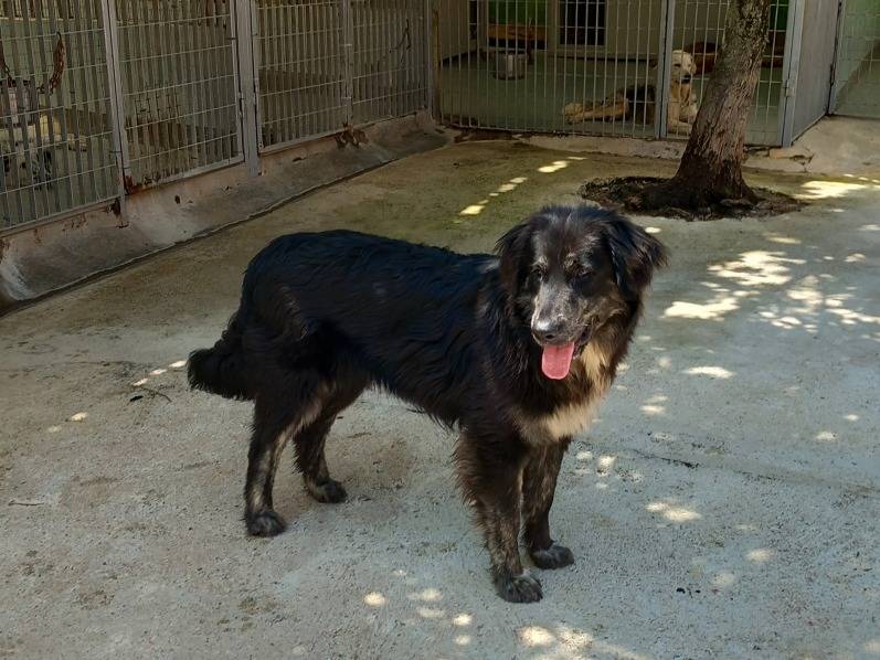 Vuoi adottare un cane a Torino?