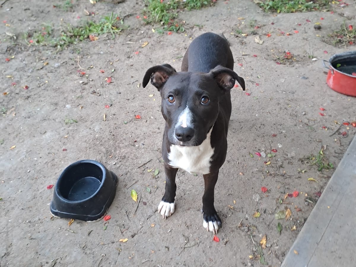 Adozione cane, femmina, American Staffordshire Terrier Amstaff, 2 anni , taglia media, Sud