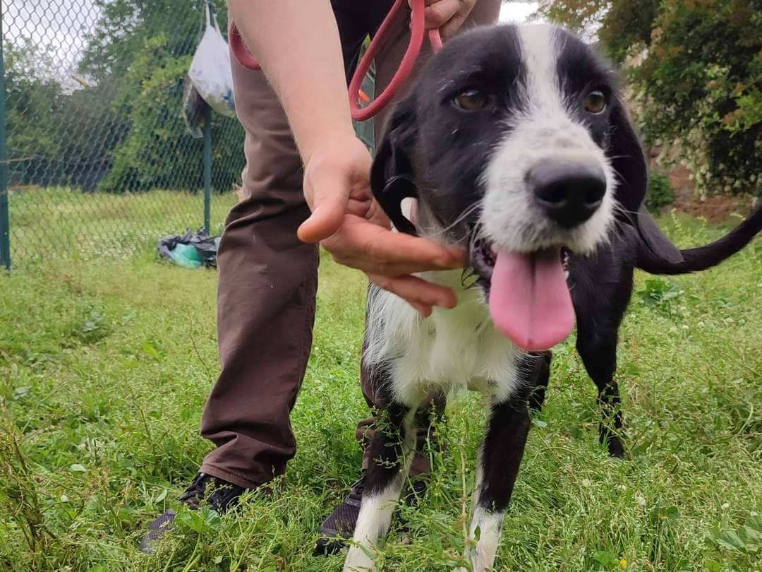 Adotta un cane, maschio, 4 anni  e 5 mesi , Viterbo