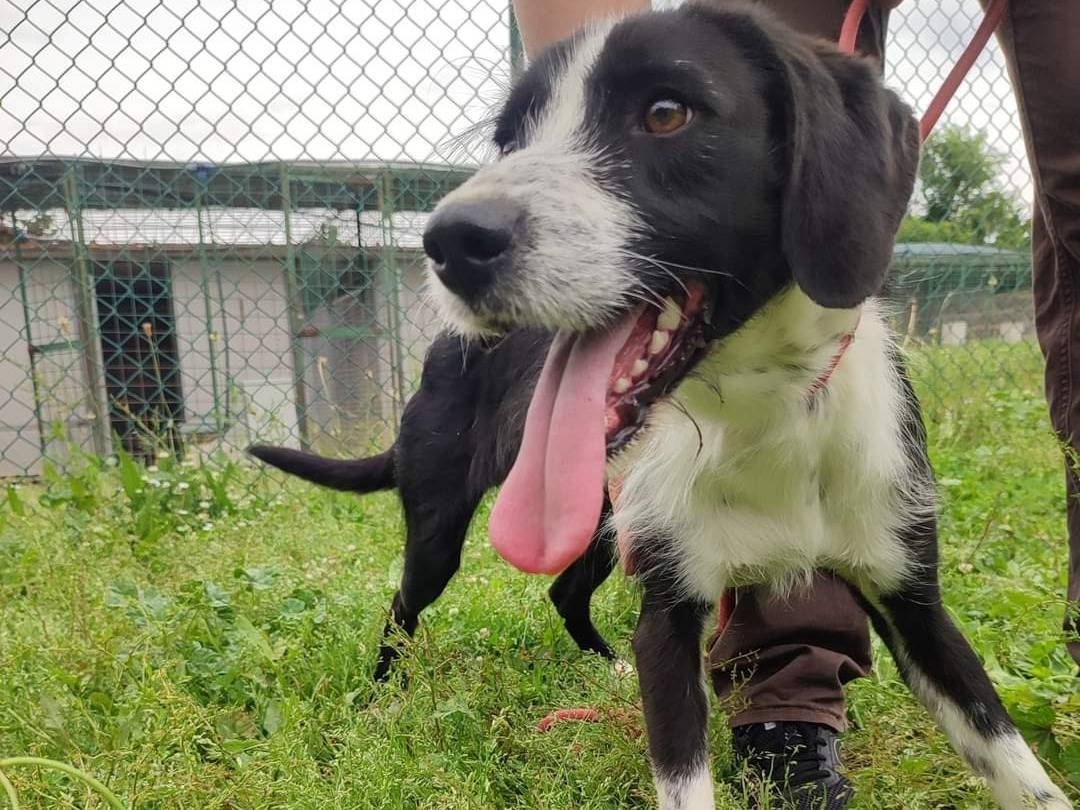 Adotta un cane, taglia media contenuta, maschio, Viterbo