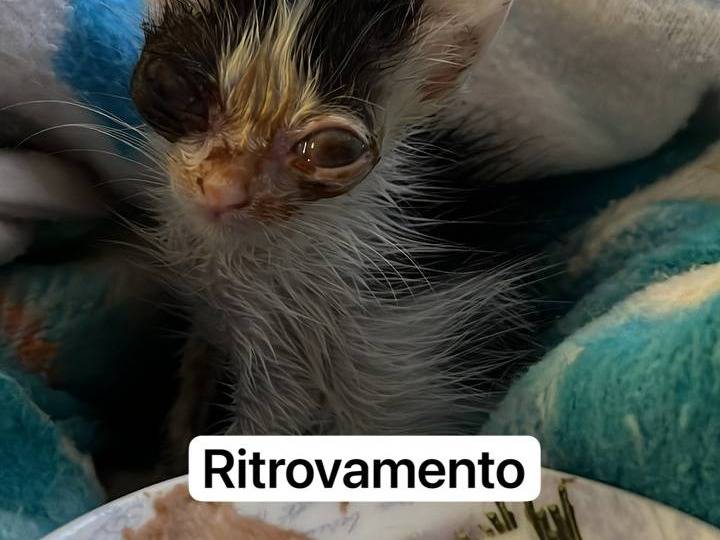 Vuoi adottare un gatto a Cagliari?