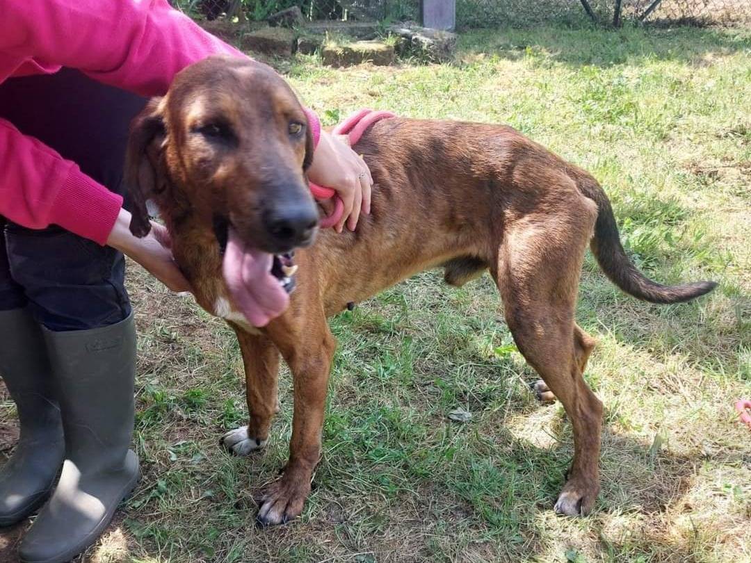 Adotta un cane, maschio, 4 anni  e 11 mesi , Viterbo