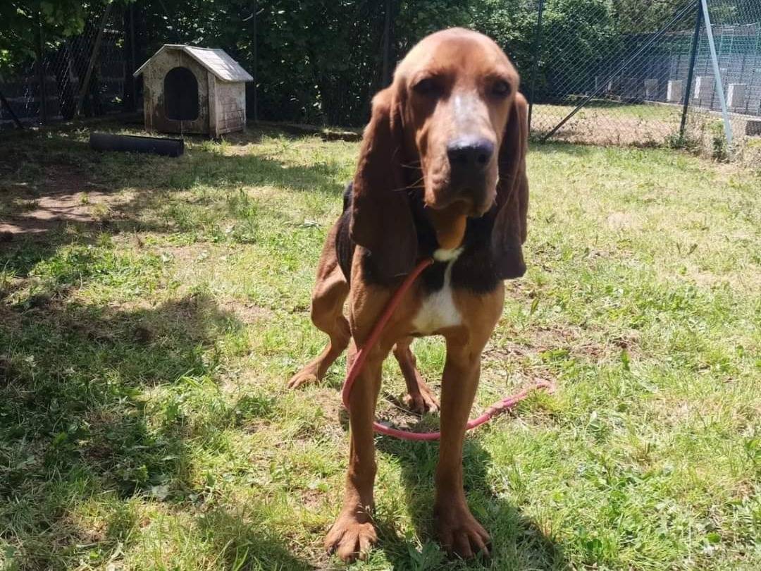 Adotta un cane, maschio, 6 anni  e 2 mesi , Viterbo