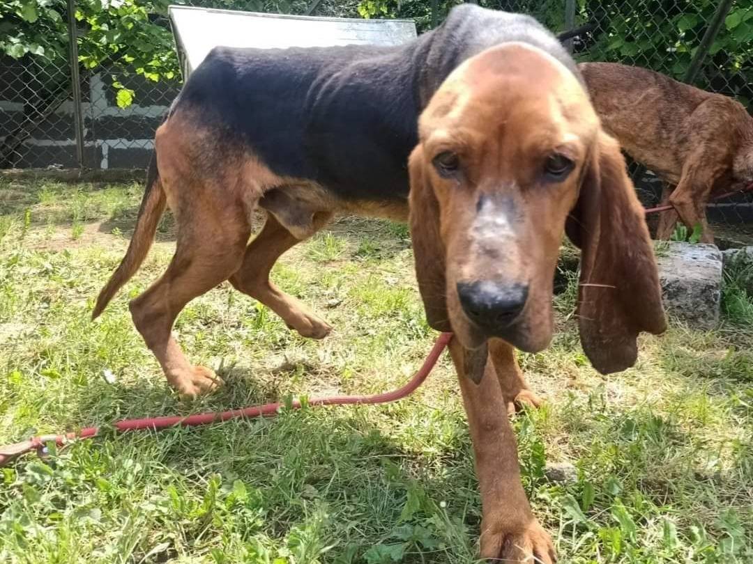 Adotta un cane, taglia media, maschio, Viterbo