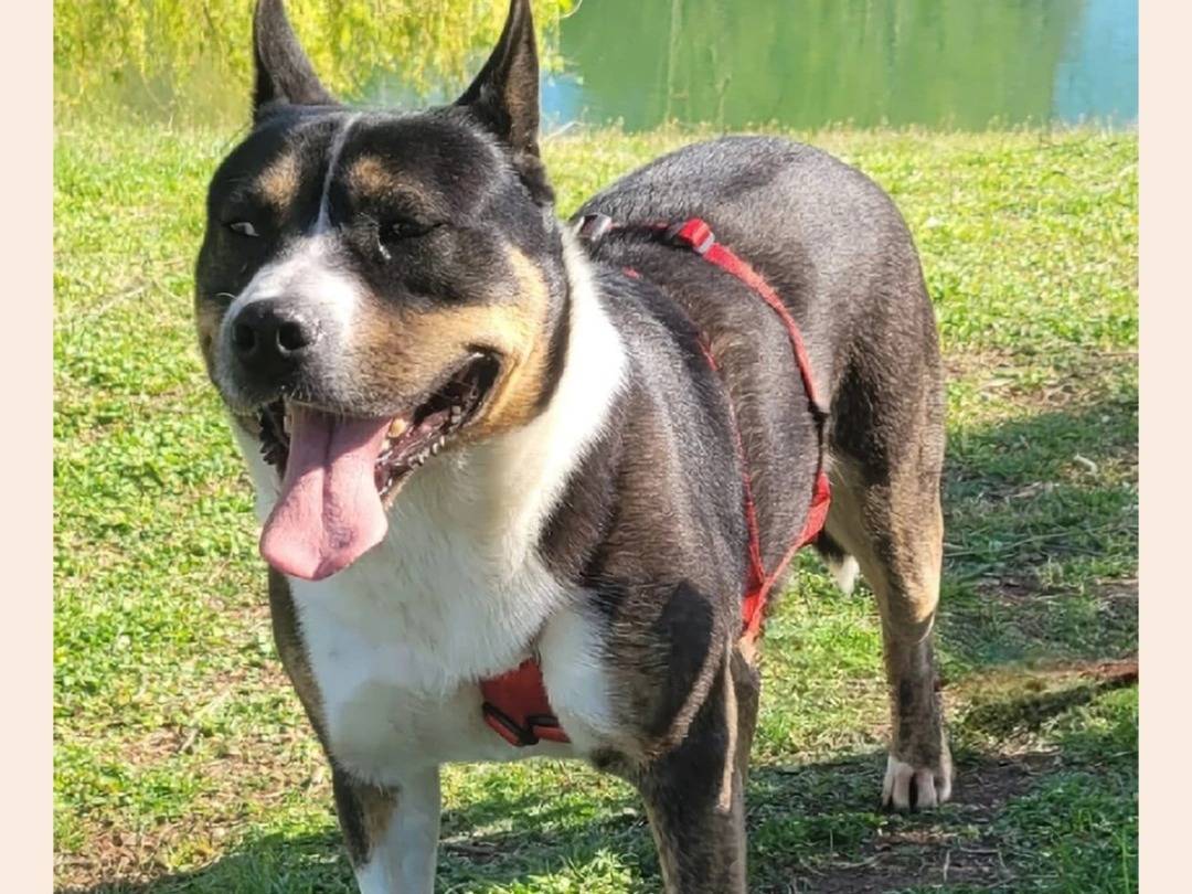 Adotta un cane, femmina, 7 anni  e 3 mesi , Milano