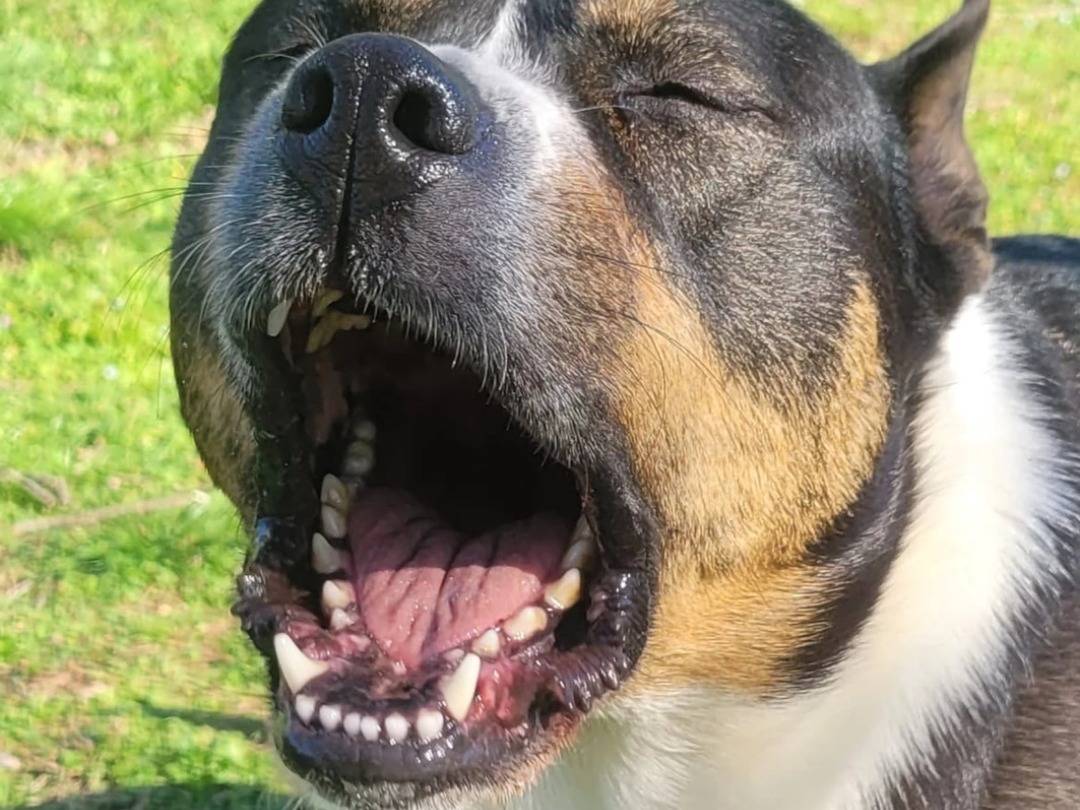 Adotta un cane, taglia grande, femmina, Milano