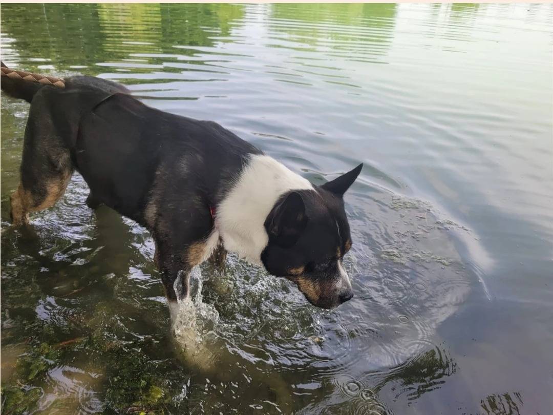 Vuoi adottare un cane a Milano?