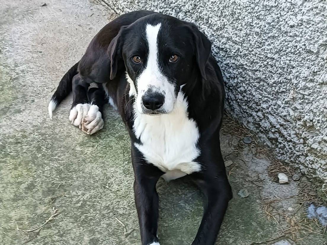 Adotta un cane, maschio, 3 anni  e 5 mesi , Pavia