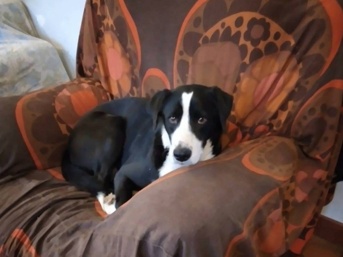 Adotta un cane, taglia grande, maschio, Pavia