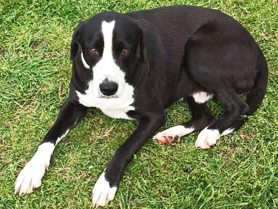 Vuoi adottare un cane a Pavia?