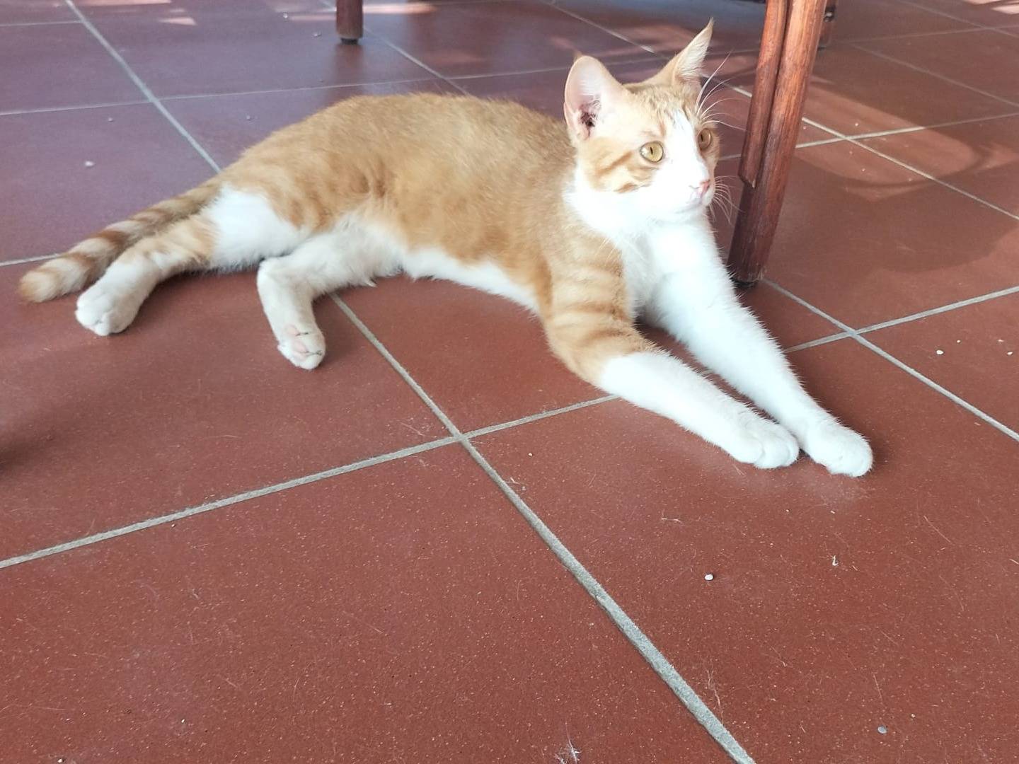 Adotta un gatto, taglia non valida, maschio, Matera