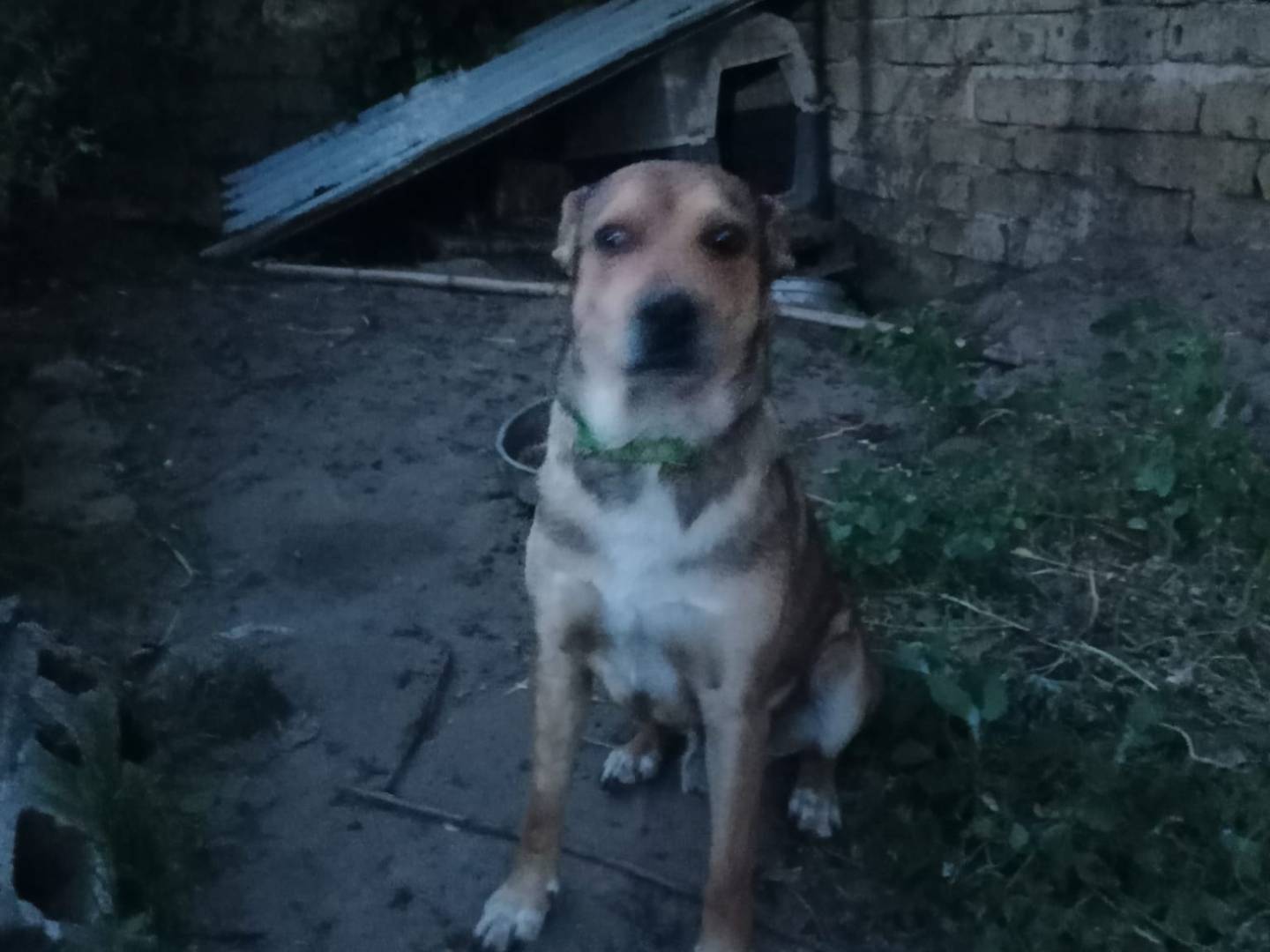 Adotta il cane Jack  a Caserta