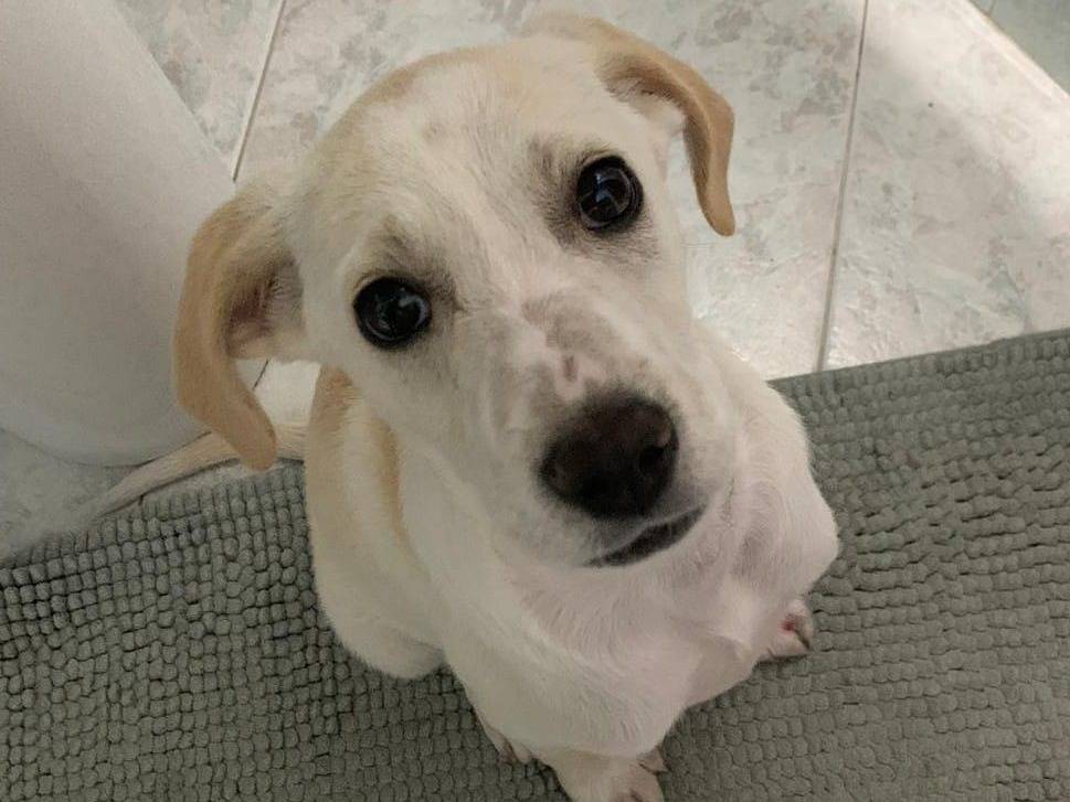 Adozione cane, femmina, meticcio, 1 anno e 10 mesi, taglia media contenuta, Crotone