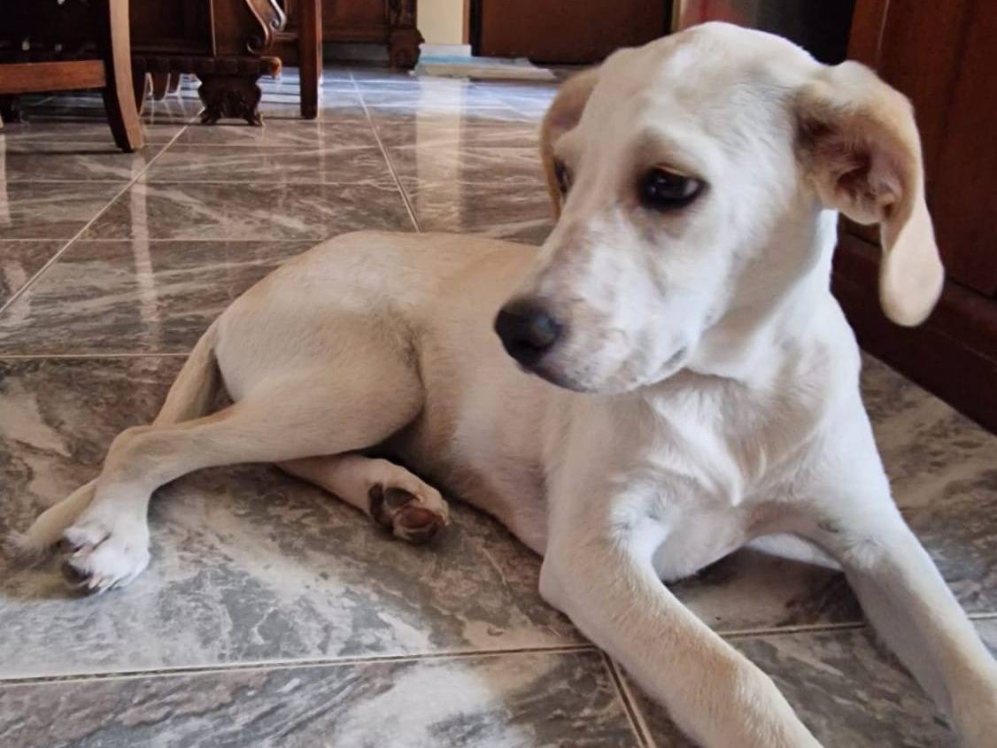 Adotta un cane, femmina, 1 anno e 10 mesi, Crotone