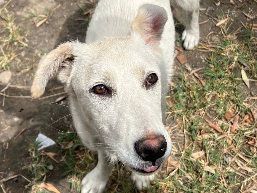 Adotta un cane, femmina, 2 anni, Crotone