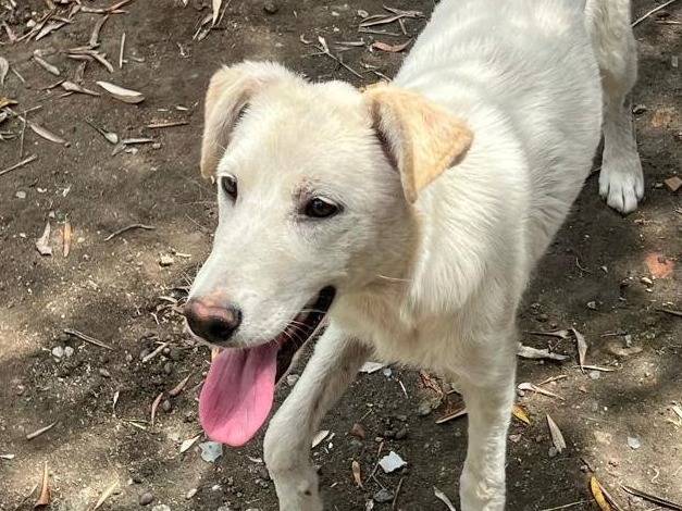 Adotta un cane, taglia media contenuta, femmina, Crotone