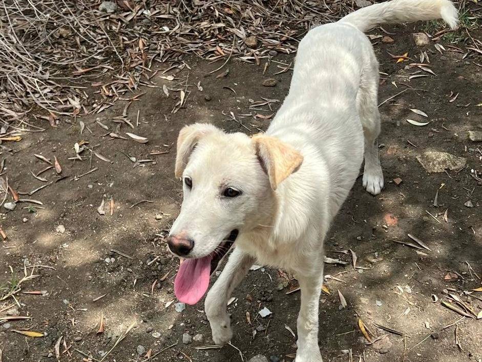 Vuoi adottare un cane a Crotone?