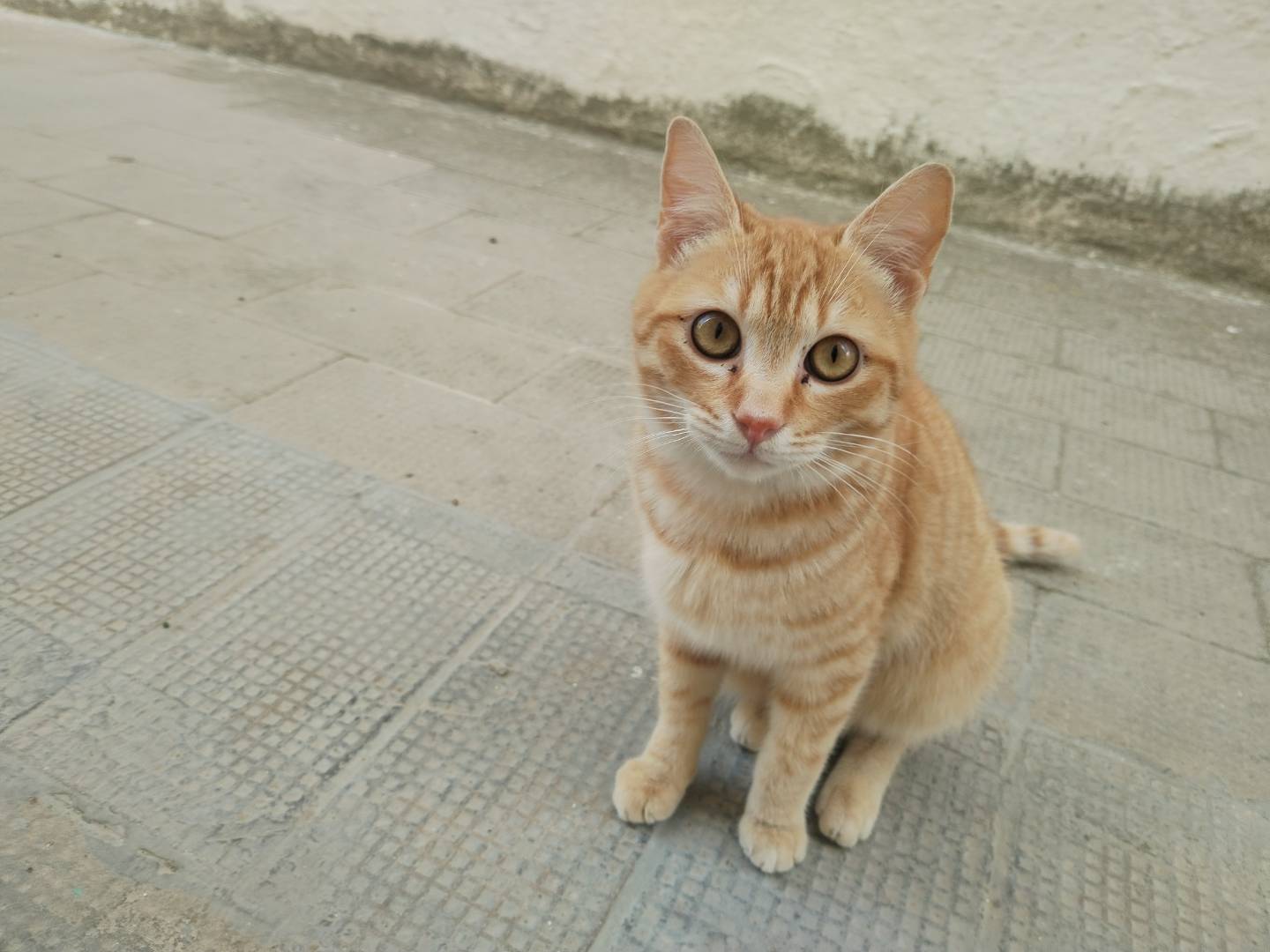 Foto dell'animale